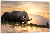 WallClassics - Tuinposter – Stier in het Wild - 120x80 cm Foto op Tuinposter  (wanddecoratie voor buiten en binnen)