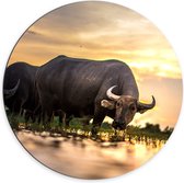 WallClassics - Cercle mural en Dibond - Taureau sauvage - Photo 70x70 cm sur cercle mural en aluminium (avec système d'accrochage)