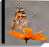 WallClassics - Canvas  - Vlinder op Oranje Bloem - 30x30 cm Foto op Canvas Schilderij (Wanddecoratie op Canvas)