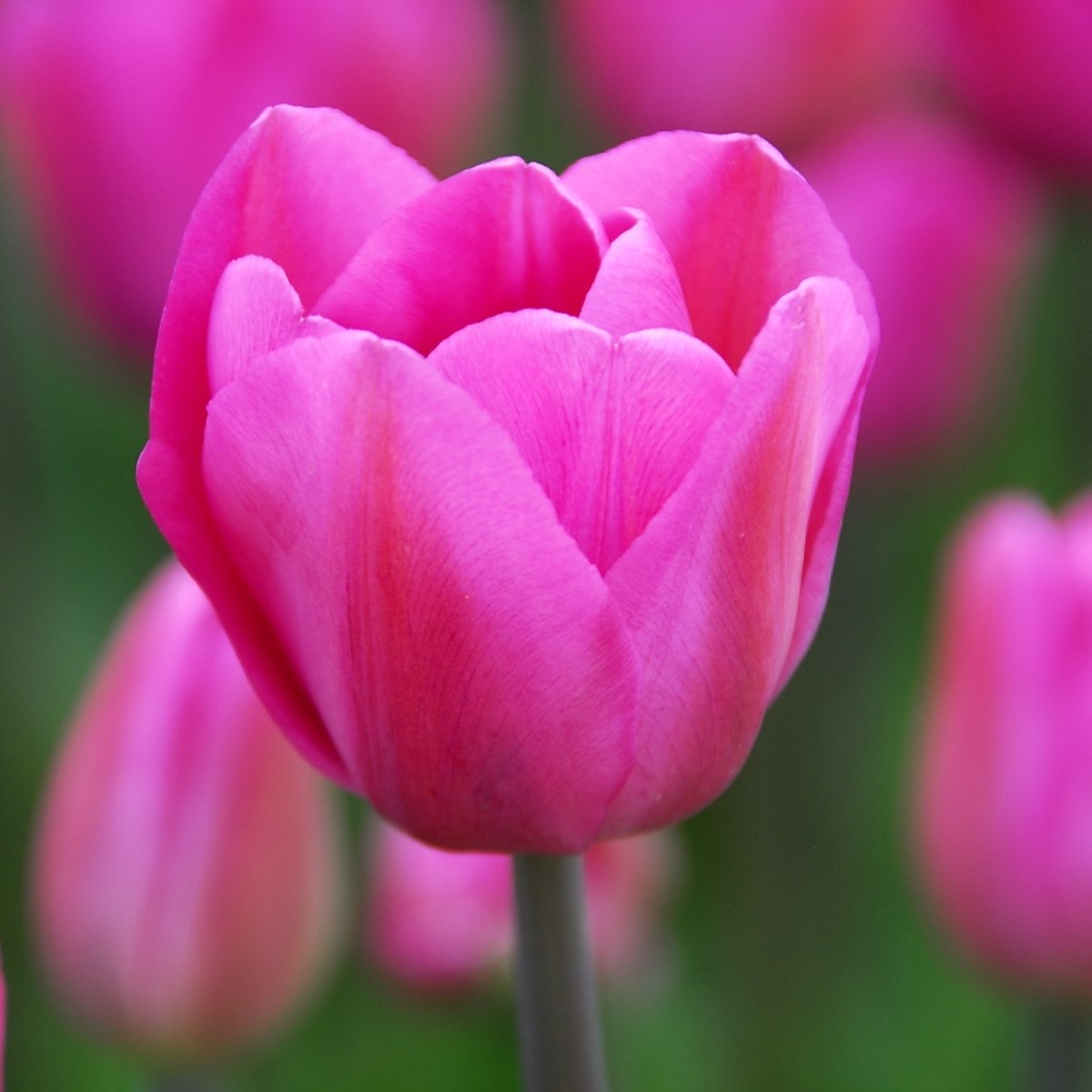 Tulp Don Quichotte | 10 stuks | Roze | Tulpenbollen