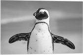 WallClassics - Vlag - Vrolijke Pinguïn Zwart / Wit - 60x40 cm Foto op Polyester Vlag