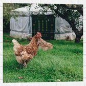 WallClassics - Muursticker - Kippen in het Gras - 50x50 cm Foto op Muursticker