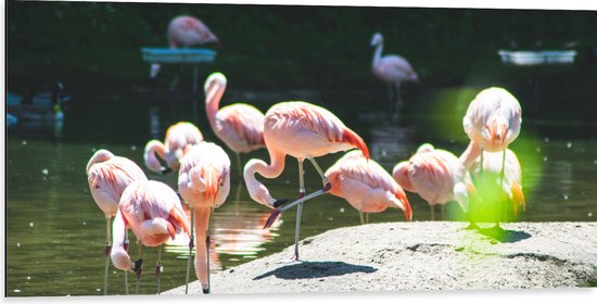 WallClassics - Dibond - Roze Flamingo's aan het Water - 100x50 cm Foto op Aluminium (Wanddecoratie van metaal)