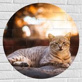 WallClassics - Muursticker Cirkel - Luie Poes - 70x70 cm Foto op Muursticker