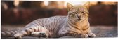 WallClassics - Drapeau - Chat Paresseux - 120x40 cm Photo sur Drapeau Polyester