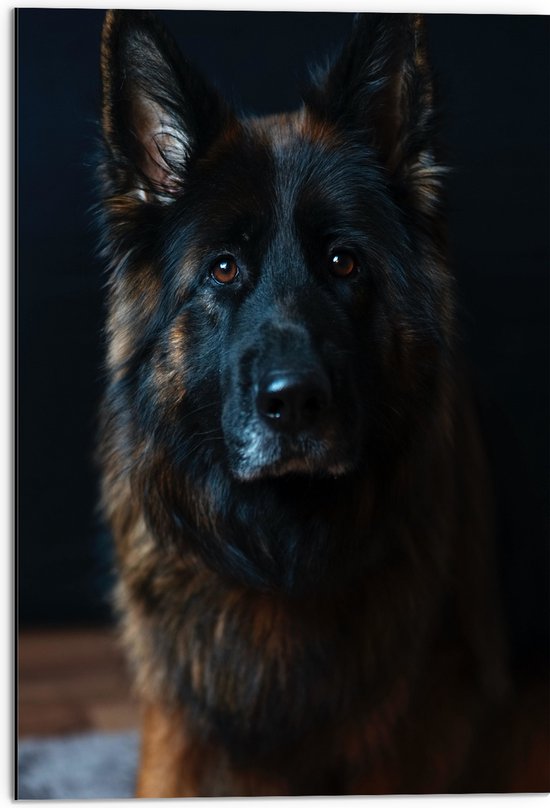 Dibond - Lieve Herdershond - 50x75 cm Foto op Aluminium (Wanddecoratie van metaal)