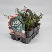 2x6 stuks (12 planten) in 6-Pack concept - Cotoneaster sue. 'Coral Beauty - Bodembedekker