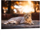 WallClassics - Dibond - Luie Poes - 100x75 cm Foto op Aluminium (Wanddecoratie van metaal)