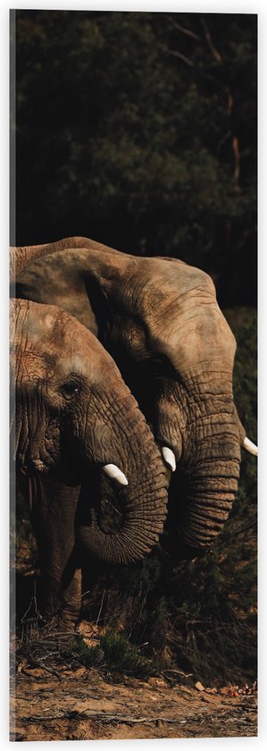 WallClassics - Verre Acrylique - Éléphants à l'Orée de la Forêt - 20x60 cm Photo sur Verre Acrylique (avec système d'accrochage)