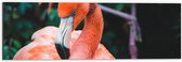 WallClassics - Dibond - Mooie Roze Flamingo - 60x20 cm Foto op Aluminium (Met Ophangsysteem)