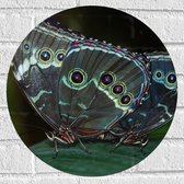 WallClassics - Muursticker Cirkel - Mooie Zwarte Vlinders op een Blad - 40x40 cm Foto op Muursticker