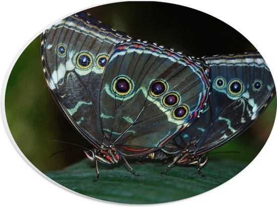 WallClassics - PVC Schuimplaat Ovaal - Mooie Zwarte Vlinders op een Blad - 28x21 cm Foto op Ovaal  (Met Ophangsysteem)