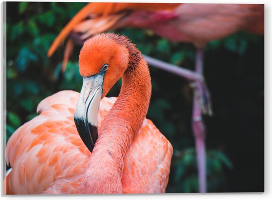 WallClassics - Acrylglas - Mooie Roze Flamingo - 40x30 cm Foto op Acrylglas (Wanddecoratie op Acrylaat)