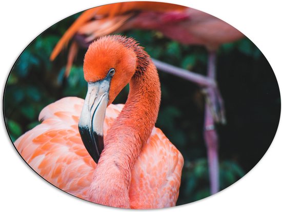WallClassics - Dibond Ovaal - Mooie Roze Flamingo - 68x51 cm Foto op Ovaal (Met Ophangsysteem)