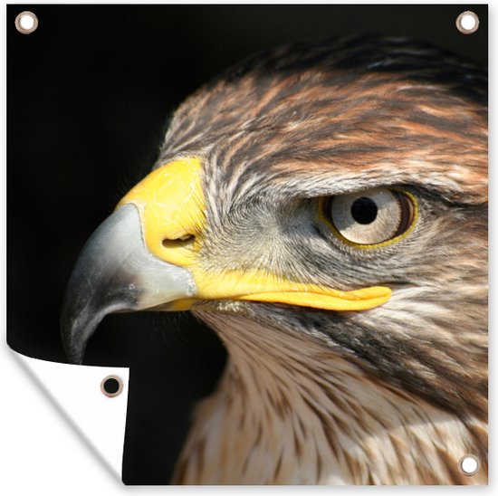 Posters de jardin Buse - Vogel - Zwart - 50x50 cm