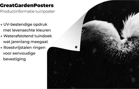 Tissu de jardin Gros plan d'un vautour fond noir - noir et blanc - 100x100 cm