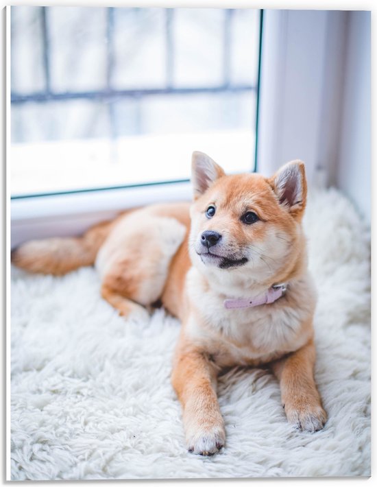 WallClassics - PVC Schuimplaat- Liggende Shiba Hond  - 30x40 cm Foto op PVC Schuimplaat