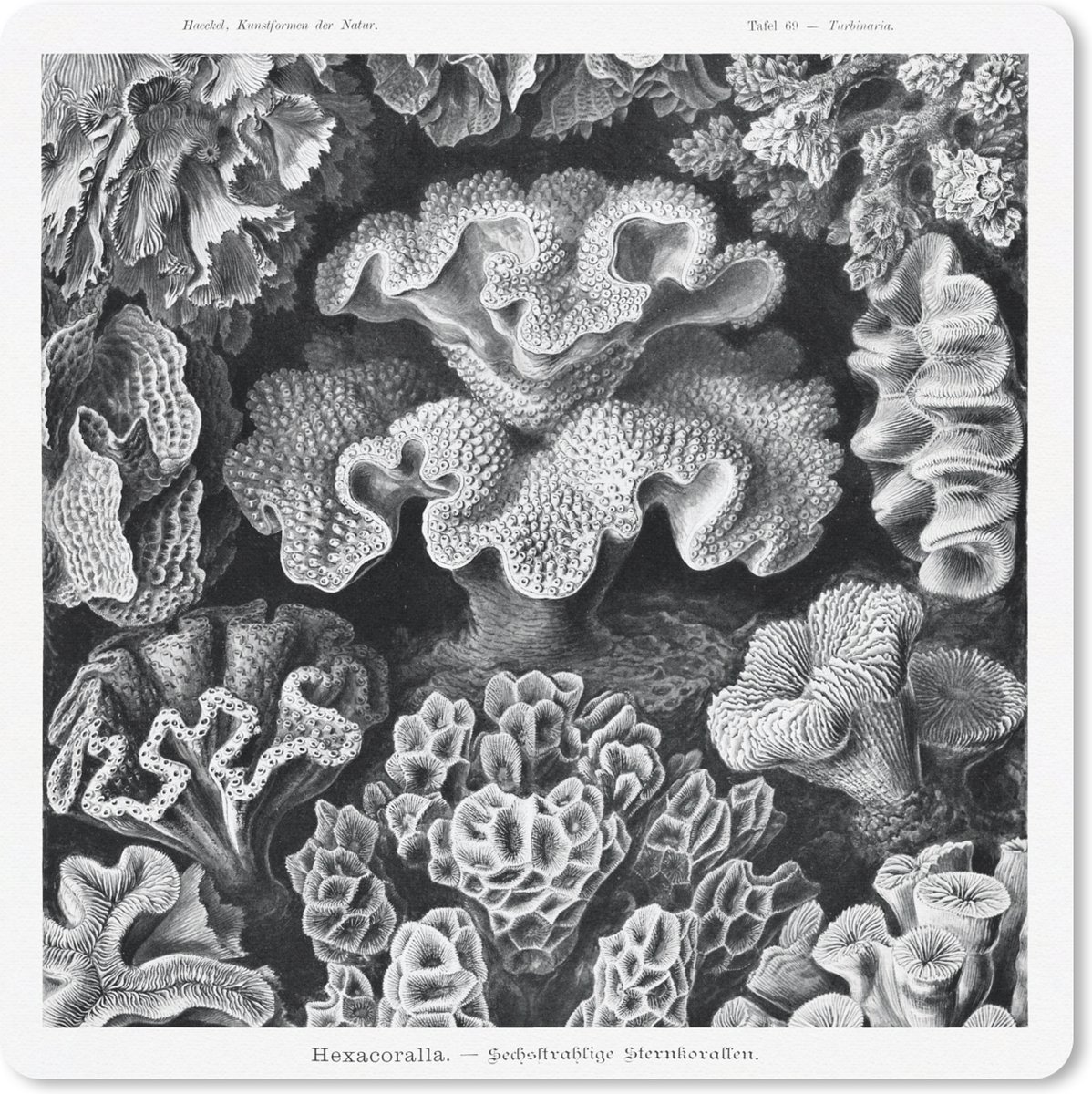 Muismat 30x30 cm - Mousepad Kunst - Koraal - Ernst Haeckel - Oude meesters - Natuur - Muismatten