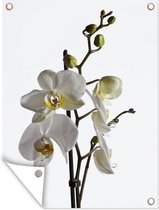 Tuin decoratie Witte mot orchidee - 30x40 cm - Tuindoek - Buitenposter