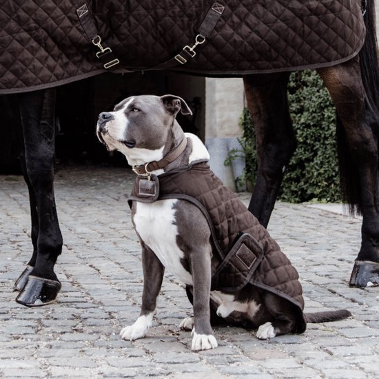 Carhartt Dog Safety Vest - Hondenjas online kopen
