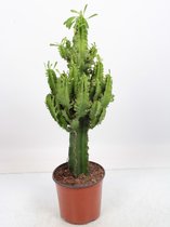 Euphorbia Erytrea  - Cowboy Cactus - Potmaat 19 cm - planthoogte 75 cm Plants By Suus