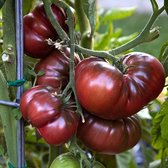 BIO tomaten zaden - Vleestomaat Black Krim