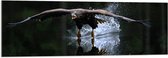 WallClassics - Verre acrylique - Aigle juste au-dessus de la surface de l'eau - 120x40 cm Photo sur verre acrylique (Décoration murale sur acrylique)