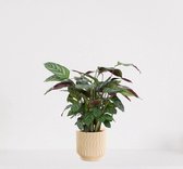 Calathea Compactstar in sierpot Jacky Vanille – luchtzuiverende kamerplant – pauwenplant – living plant - 35-45cm - Ø13 – geleverd met plantenpot – vers uit de kwekerij