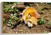 WallClassics - Hout - Slapende Vos - 60x40 cm - 12 mm dik - Foto op Hout (Met Ophangsysteem)