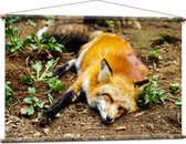 WallClassics - Affiche Textile - Renard Endormi - 120x80 cm Photo sur Textile