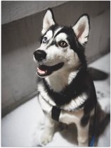 WallClassics - Poster Glanzend – Lieve Hond met Maan Oog - 75x100 cm Foto op Posterpapier met Glanzende Afwerking