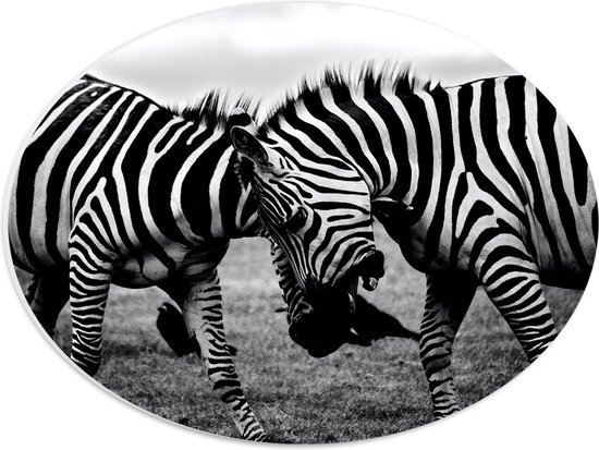 WallClassics - PVC Schuimplaat Ovaal - Vechtende Zebra's  - 40x30 cm Foto op Ovaal  (Met Ophangsysteem)