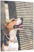 WallClassics - Dibond - Beagle Hond - 100x150 cm Foto op Aluminium (Met Ophangsysteem)