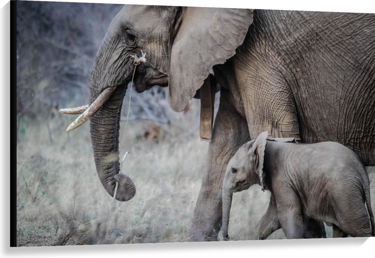 Canvas - Wandelende Baby Olifant met Moeder - 120x80 cm Foto op Canvas Schilderij (Wanddecoratie op Canvas)