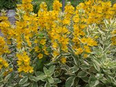 Bonte moeraspuntwederik (lysimachia punctata variegate) Vijverplant - 3 losse planten - Om zelf op te potten - Vijverplanten Webshop
