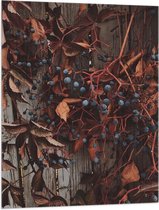 WallClassics - Vlag - Bruine Plant met Bessen aan de Schutting - 75x100 cm Foto op Polyester Vlag