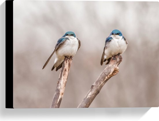 WallClassics - Canvas  - Twee Blauw Witte Vogels in de Natuur - 40x30 cm Foto op Canvas Schilderij (Wanddecoratie op Canvas)