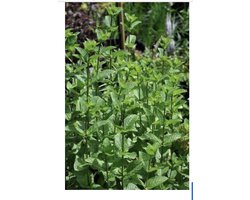6 x Mentha spicata 'Marocco' - Marokaanse kruizenmunt, Mojitomunt in pot 9 x 9 cm