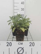 6 x Salvia officinalis 'Berggarten' - Breedbladige salie - pot 9 x 9 cm