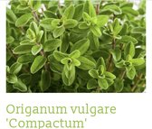 6 x  Origanum vulgare 'Compactum' - MARJORLEIN, BERGVREUGD, DUIST, OREGO, WILDE MARJOLEIN - pot 9 x 9 cm