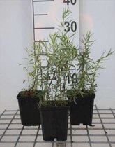 6 x Artemisia dracunculus - Dragon - pot 9 x 9 cm