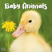 Baby Animals Kalender 2023