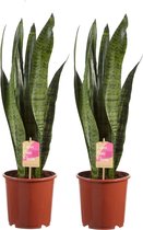Sanseveria, vrouwentong - Set van 2 - Fachjan - Groene Plant- Hoogte  65 cm