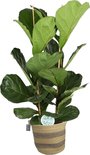 FIcus Lyrata in plantenmand Flores - Forever Plants - Groene plant- Hoogte  120 cm