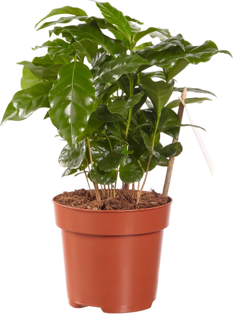 Koffie plant - VDE-plant - Groene Plant- Hoogte  25 cm