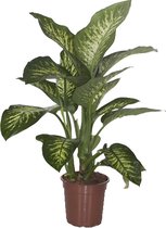 Dieffenbachia seguine 'Tropic Snow' - Ammerlaan The Green Innovator - Groene Plant- Hoogte  80 cm