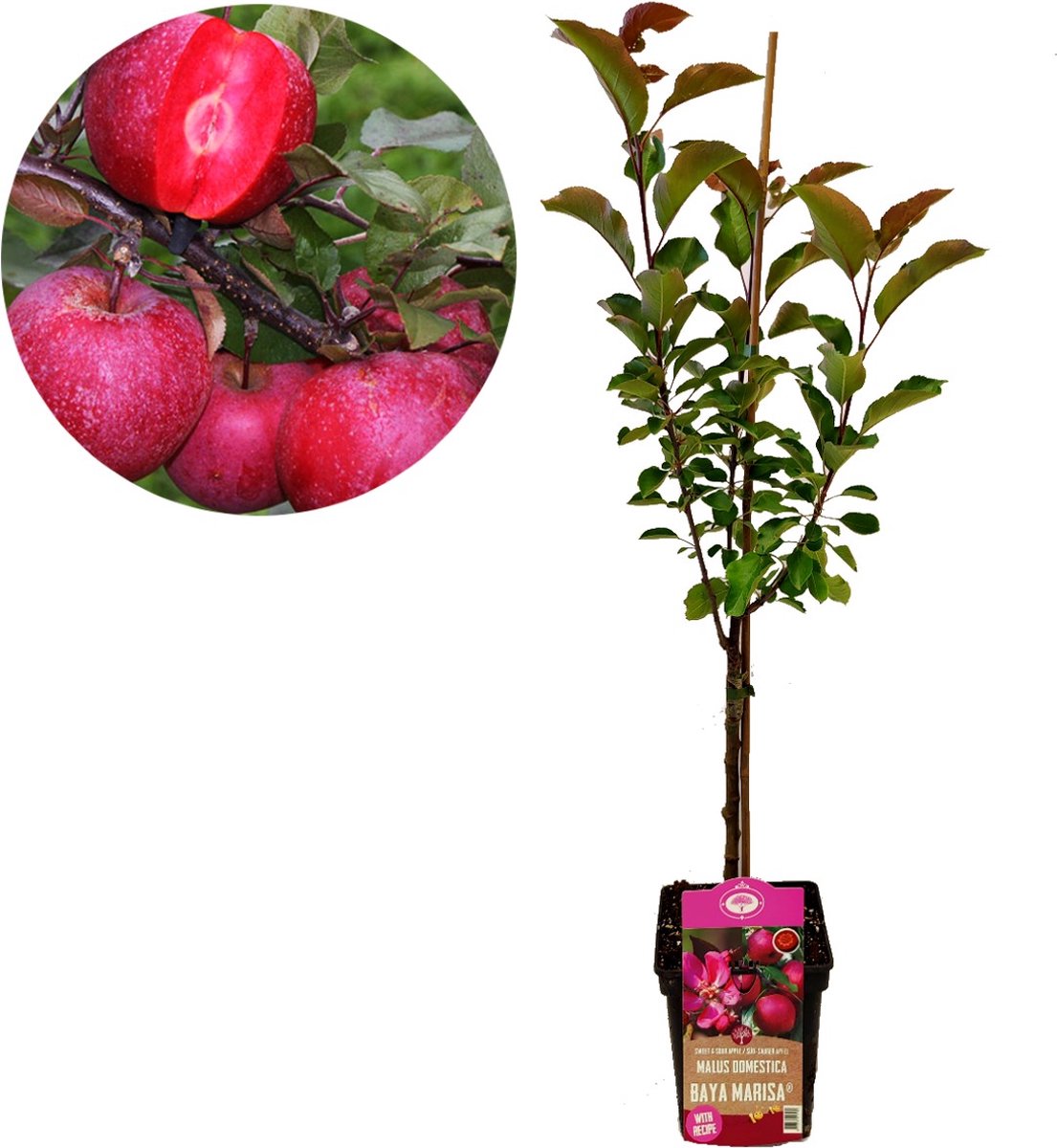 Malus domestica 'Baya Marisa'® rode appel met rood vruchtvlees, 5 liter pot