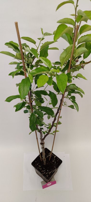 Malus domestica Duo , pot de 3 litres, arbre unique avec 2 couleurs de feuilles et 2 pommes différentes. Pot cultivé pour jardin, potager, terrasse ou balcon.