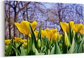 Schilderij - Tulips - spring season (April) — 100x70 cm