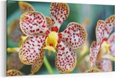 Schilderij - Gele patroonorchidee - phalaenopsis — 100x70 cm